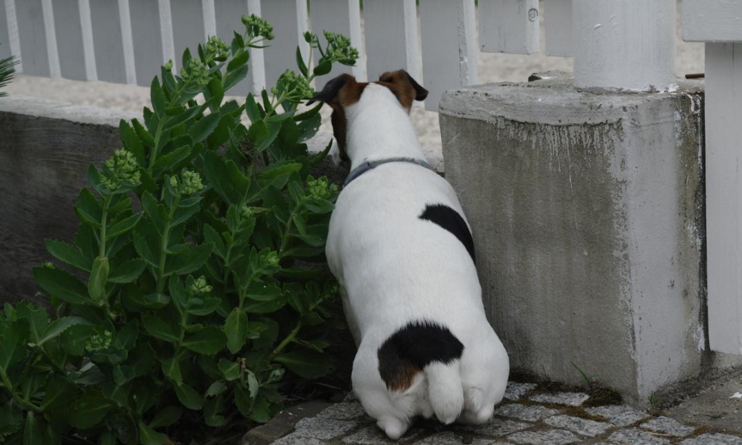 vitold (3)